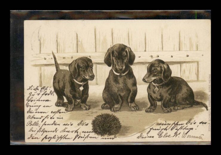 TRZY PIESKI, JAMNIKI, JEŻ, VINTIGE, PRAGE LITHO 1904