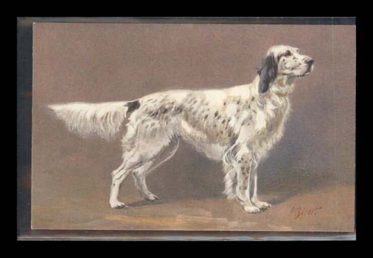 SIGN. COCKER SPANIEL, PIES, POZA, LITHO